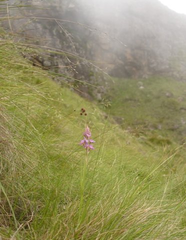 Disa dracomontana